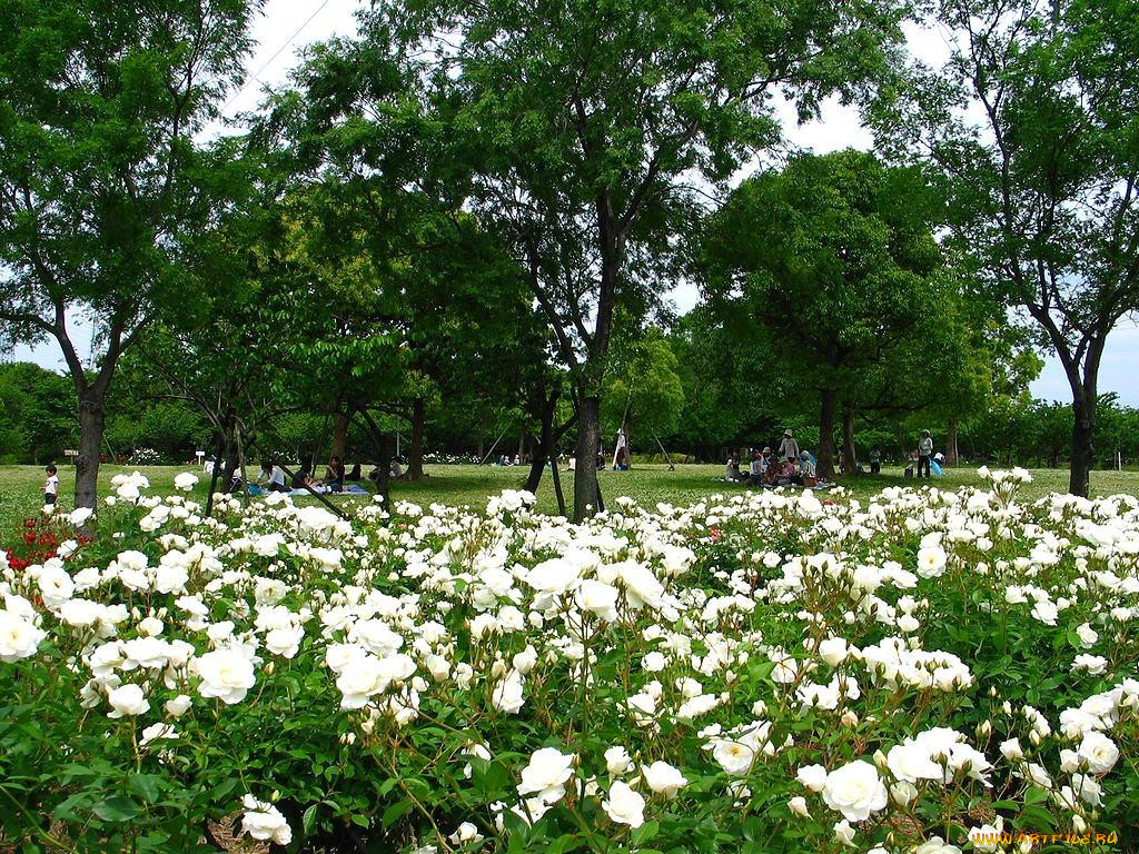 Поэтический сад. Garden Poetry цветы Москва.